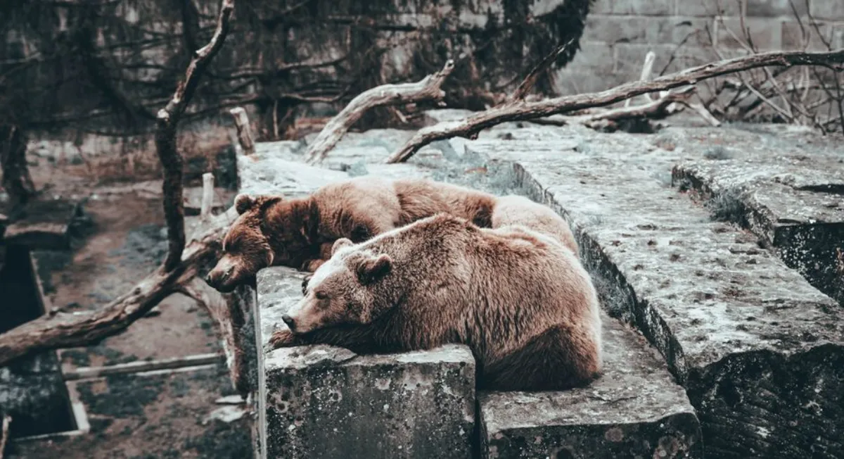 animated bears