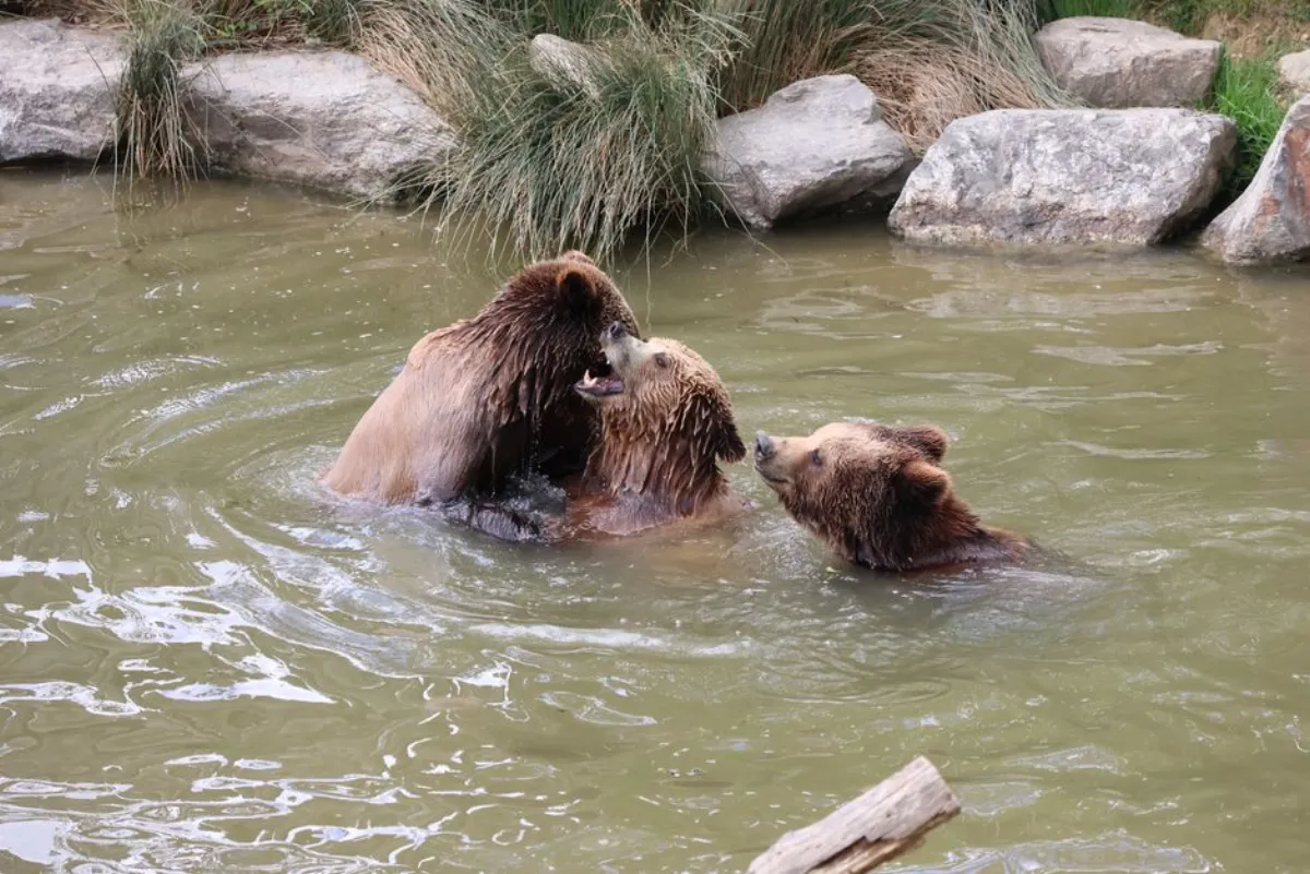 animated bears