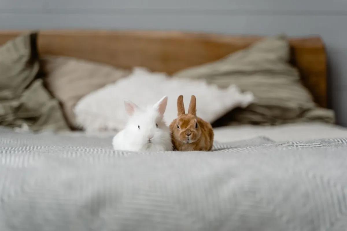 Peter Rabbit